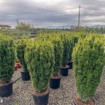 Tis obyčajný (Taxus Baccata) ´DAVID´ - výška 140-160 cm, kont. C55L